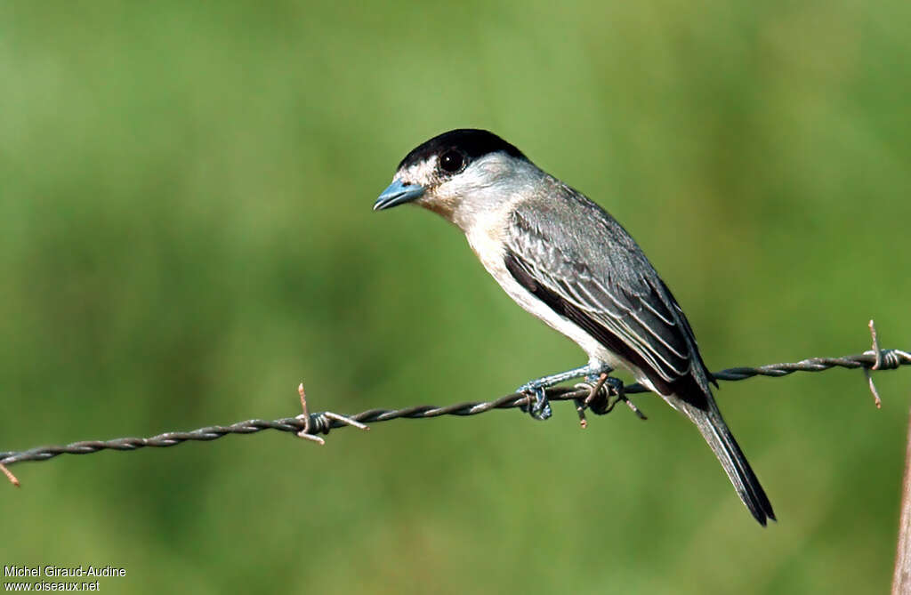 Cinereous Becard male adult, identification