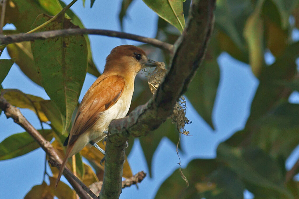 Cinereous Becard female adult, Reproduction-nesting