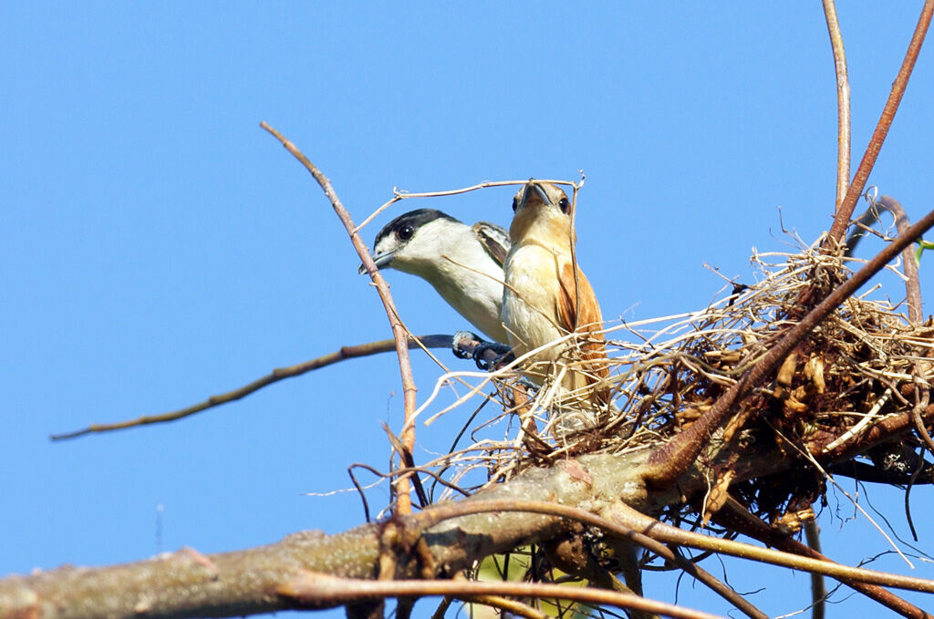 Cinereous Becard , Reproduction-nesting