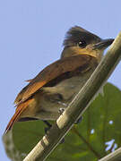 Pink-throated Becard