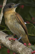 Pink-throated Becard