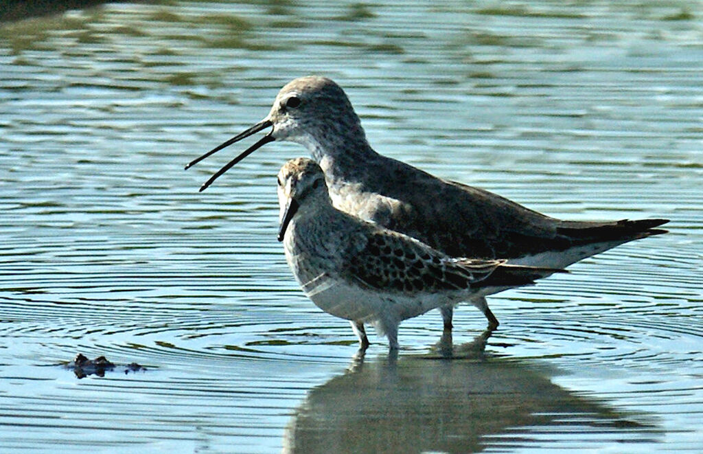 Stilt Sandpiper