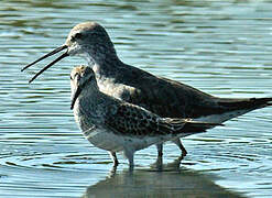 Stilt Sandpiper