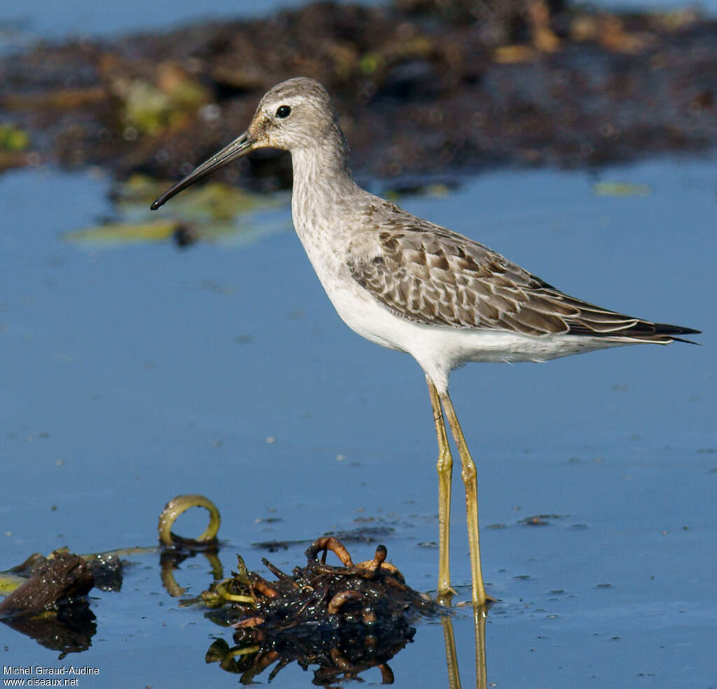 Stilt Sandpiperadult transition, identification