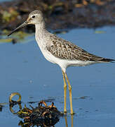 Stilt Sandpiper