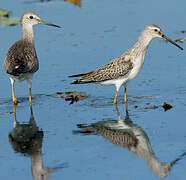 Stilt Sandpiper