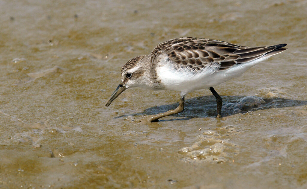 Western Sandpiper