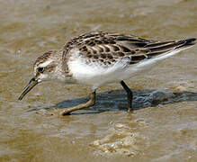 Western Sandpiper