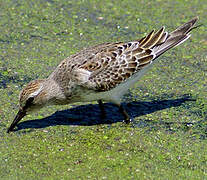 White-rumped Sandpiper