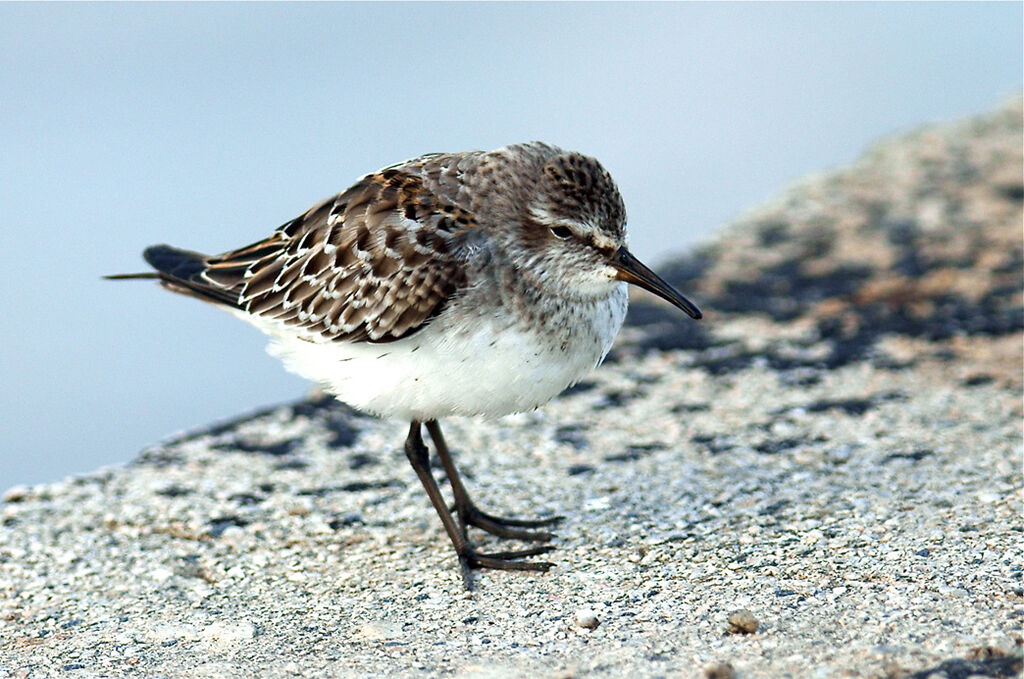 White-rumped Sandpiperjuvenile