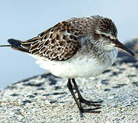 White-rumped Sandpiper