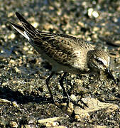 White-rumped Sandpiper