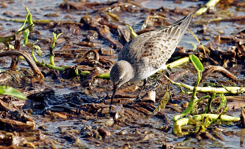 White-rumped Sandpiper