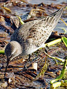 White-rumped Sandpiper