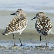 White-rumped Sandpiper