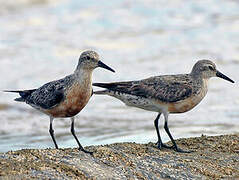 Red Knot