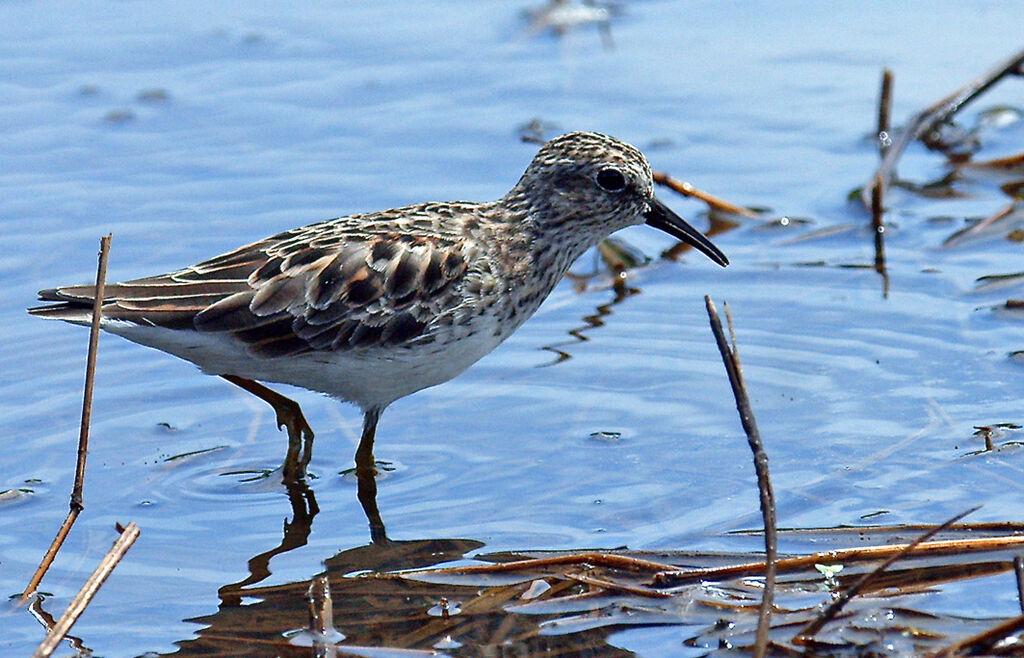 Least Sandpiper, identification