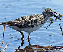 Least Sandpiper