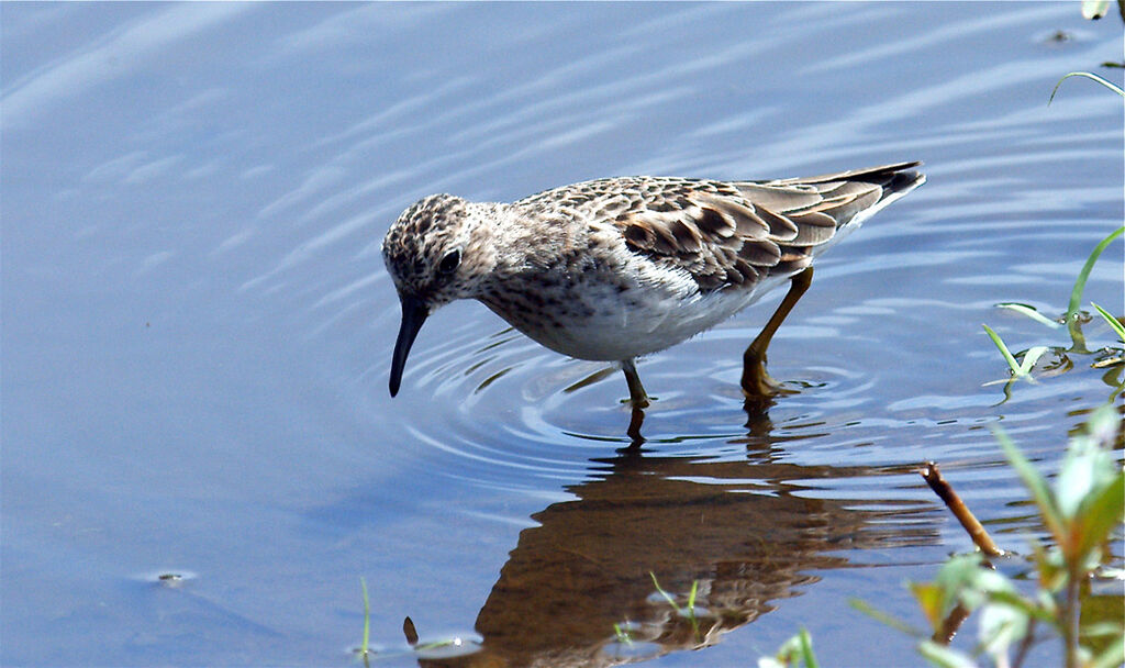 Least Sandpiper, identification