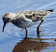 Least Sandpiper