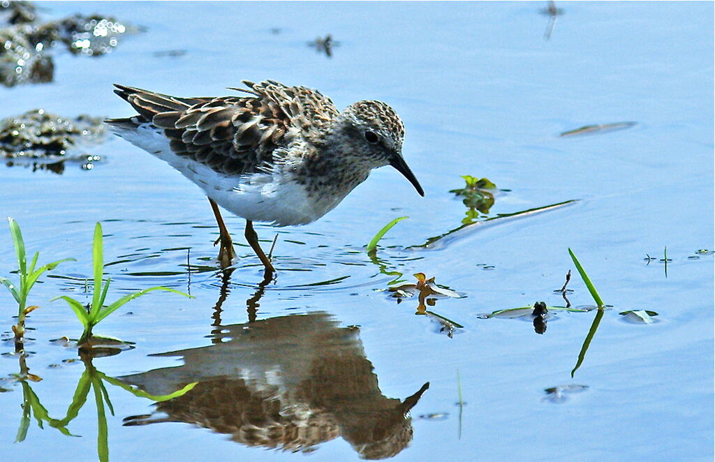 Least Sandpiper