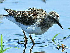 Least Sandpiper