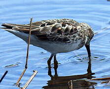 Least Sandpiper