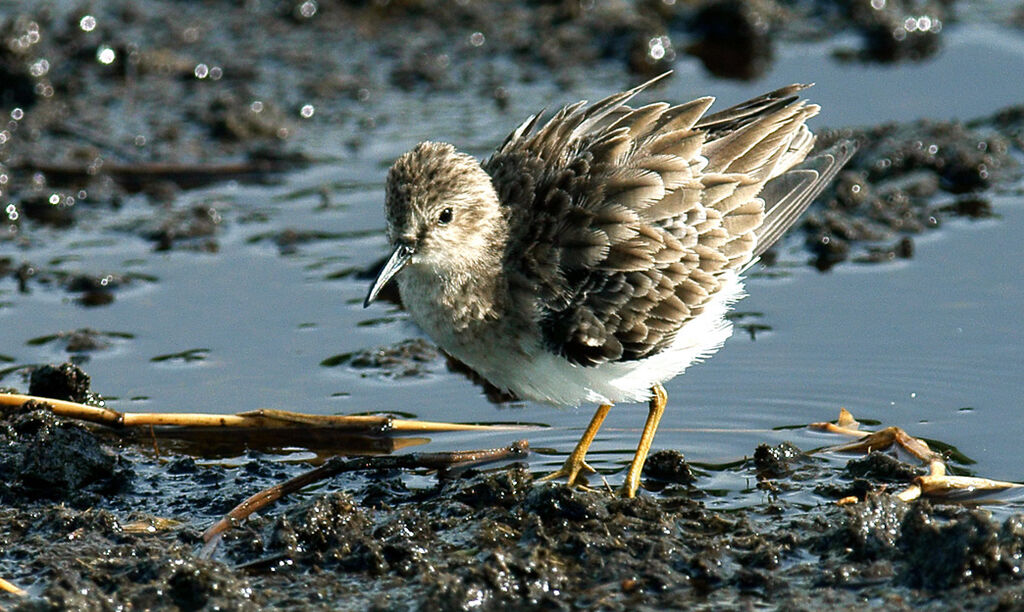 Least Sandpiper