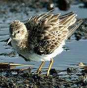 Least Sandpiper