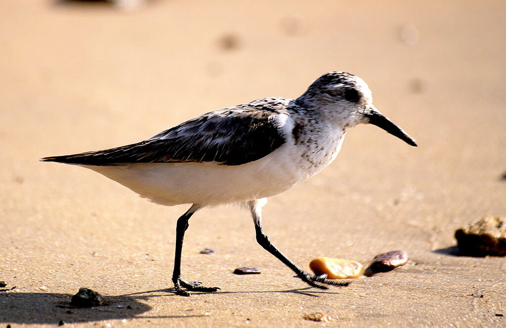 Sanderling