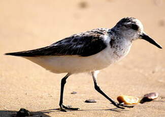 Bécasseau sanderling