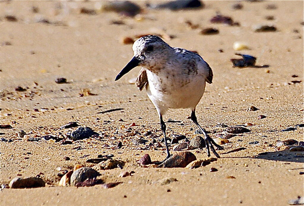 Sanderling