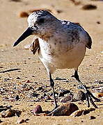 Bécasseau sanderling