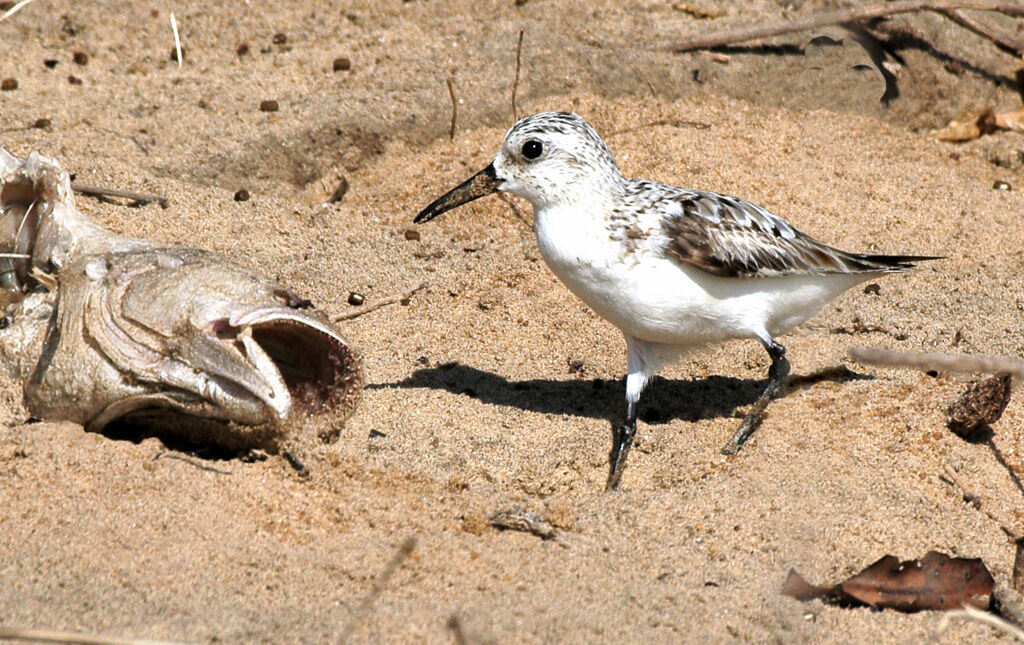 Bécasseau sanderling