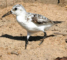 Bécasseau sanderling