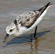 Bécasseau sanderling