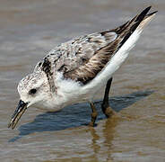 Sanderling