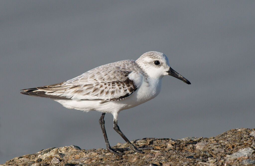 Bécasseau sanderling