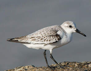 Bécasseau sanderling