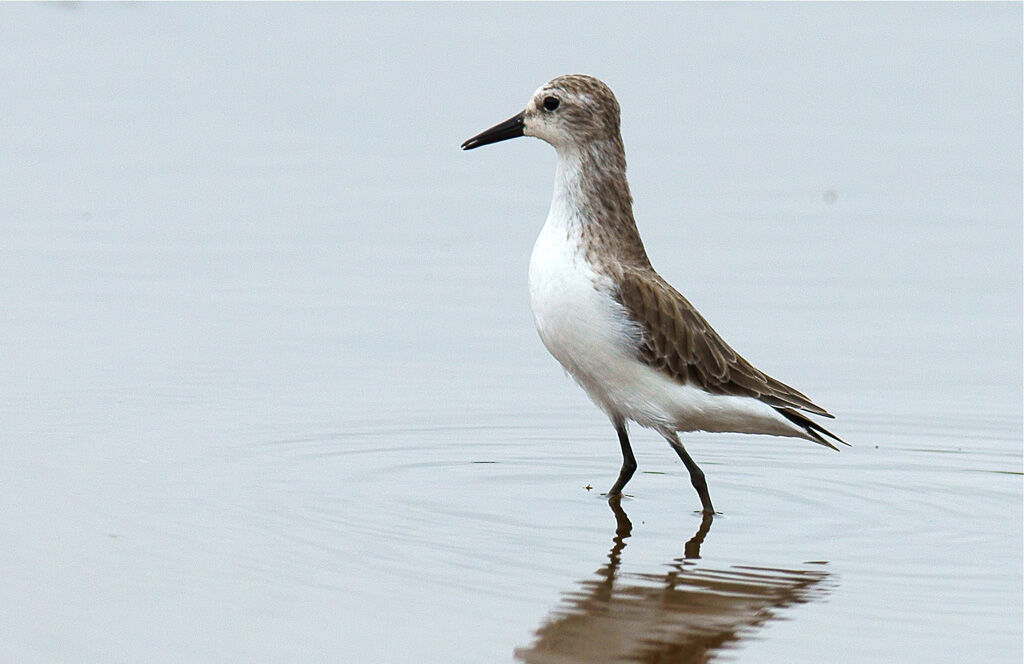 Semipalmated Sandpiper