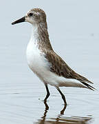 Semipalmated Sandpiper