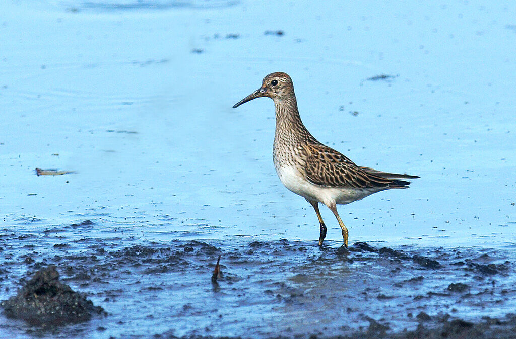 Bécasseau tachetéadulte