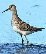 Pectoral Sandpiper