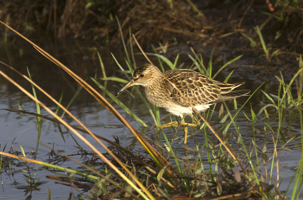 Pectoral Sandpiper