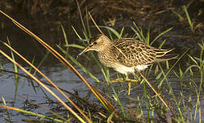 Pectoral Sandpiper