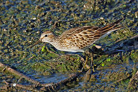 Pectoral Sandpiper