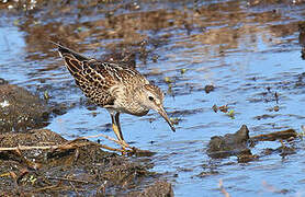 Pectoral Sandpiper