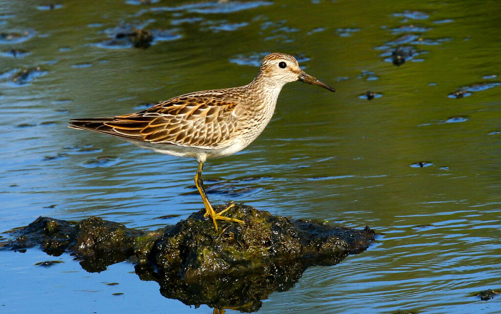 Pectoral Sandpiperadult post breeding