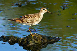 Pectoral Sandpiper