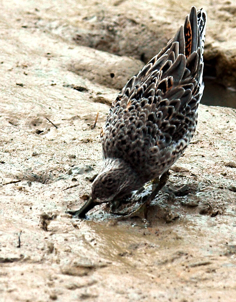 Short-billed Dowitcher